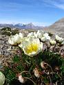 dryas_octopetala_mathiesondalen_11thjuly 029
